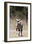 Gemsbok (Oryx gazella), Kalahari, Botswana, Africa-Sergio Pitamitz-Framed Photographic Print