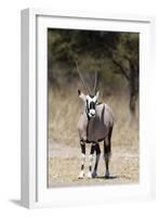 Gemsbok (Oryx gazella), Kalahari, Botswana, Africa-Sergio Pitamitz-Framed Photographic Print