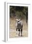 Gemsbok (Oryx gazella), Kalahari, Botswana, Africa-Sergio Pitamitz-Framed Photographic Print