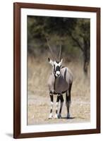 Gemsbok (Oryx gazella), Kalahari, Botswana, Africa-Sergio Pitamitz-Framed Photographic Print