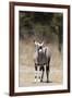 Gemsbok (Oryx gazella), Kalahari, Botswana, Africa-Sergio Pitamitz-Framed Photographic Print