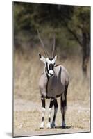 Gemsbok (Oryx gazella), Kalahari, Botswana, Africa-Sergio Pitamitz-Mounted Photographic Print