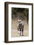 Gemsbok (Oryx gazella), Kalahari, Botswana, Africa-Sergio Pitamitz-Framed Photographic Print