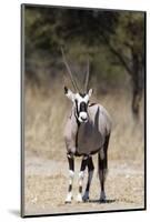 Gemsbok (Oryx gazella), Kalahari, Botswana, Africa-Sergio Pitamitz-Mounted Photographic Print