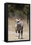 Gemsbok (Oryx gazella), Kalahari, Botswana, Africa-Sergio Pitamitz-Framed Stretched Canvas