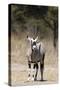 Gemsbok (Oryx gazella), Kalahari, Botswana, Africa-Sergio Pitamitz-Stretched Canvas