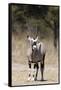Gemsbok (Oryx gazella), Kalahari, Botswana, Africa-Sergio Pitamitz-Framed Stretched Canvas