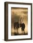 Gemsbok (Oryx gazella), Kgalagadi Transfrontier Park, South Africa, Africa-Ann and Steve Toon-Framed Photographic Print