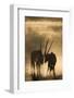 Gemsbok (Oryx gazella), Kgalagadi Transfrontier Park, South Africa, Africa-Ann and Steve Toon-Framed Photographic Print