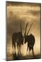 Gemsbok (Oryx gazella), Kgalagadi Transfrontier Park, South Africa, Africa-Ann and Steve Toon-Mounted Photographic Print