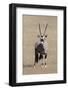 Gemsbok (Oryx gazella), Kgalagadi Transfrontier Park, South Africa, Africa-Ann and Steve Toon-Framed Photographic Print