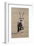 Gemsbok (Oryx gazella), Kgalagadi Transfrontier Park, South Africa, Africa-Ann and Steve Toon-Framed Photographic Print