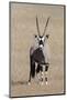 Gemsbok (Oryx gazella), Kgalagadi Transfrontier Park, South Africa, Africa-Ann and Steve Toon-Mounted Photographic Print