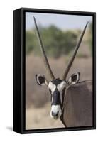 Gemsbok (Oryx gazella), Kgalagadi Transfrontier Park-Ann and Steve Toon-Framed Stretched Canvas