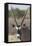 Gemsbok (Oryx gazella), Kgalagadi Transfrontier Park-Ann and Steve Toon-Framed Stretched Canvas