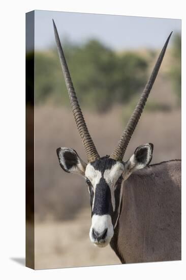 Gemsbok (Oryx gazella), Kgalagadi Transfrontier Park-Ann and Steve Toon-Stretched Canvas