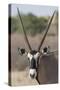 Gemsbok (Oryx gazella), Kgalagadi Transfrontier Park-Ann and Steve Toon-Stretched Canvas