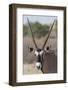 Gemsbok (Oryx gazella), Kgalagadi Transfrontier Park-Ann and Steve Toon-Framed Photographic Print