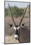 Gemsbok (Oryx gazella), Kgalagadi Transfrontier Park-Ann and Steve Toon-Mounted Photographic Print