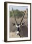 Gemsbok (Oryx gazella), Kgalagadi Transfrontier Park-Ann and Steve Toon-Framed Photographic Print