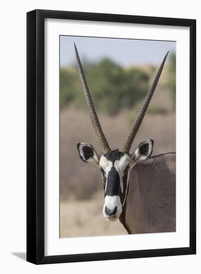 Gemsbok (Oryx gazella), Kgalagadi Transfrontier Park-Ann and Steve Toon-Framed Photographic Print