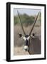 Gemsbok (Oryx gazella), Kgalagadi Transfrontier Park-Ann and Steve Toon-Framed Photographic Print