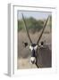 Gemsbok (Oryx gazella), Kgalagadi Transfrontier Park-Ann and Steve Toon-Framed Photographic Print