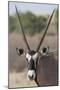 Gemsbok (Oryx gazella), Kgalagadi Transfrontier Park-Ann and Steve Toon-Mounted Photographic Print