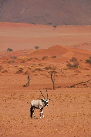 https://imgc.allpostersimages.com/img/posters/gemsbok-oryx-gazella-namibrand-nature-reserve-southern-namibia-africa_u-L-Q1IK3T80.jpg?artPerspective=n