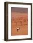 Gemsbok (oryx gazella), NamibRand Nature Reserve, Southern Namibia, Africa-David Wall-Framed Photographic Print