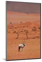 Gemsbok (oryx gazella), NamibRand Nature Reserve, Southern Namibia, Africa-David Wall-Mounted Photographic Print