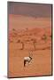 Gemsbok (oryx gazella), NamibRand Nature Reserve, Southern Namibia, Africa-David Wall-Mounted Photographic Print