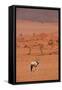 Gemsbok (oryx gazella), NamibRand Nature Reserve, Southern Namibia, Africa-David Wall-Framed Stretched Canvas