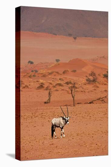 Gemsbok (oryx gazella), NamibRand Nature Reserve, Southern Namibia, Africa-David Wall-Stretched Canvas