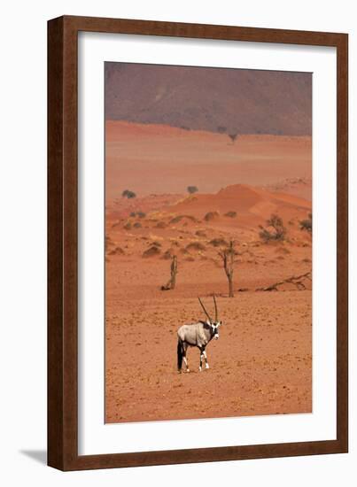 Gemsbok (oryx gazella), NamibRand Nature Reserve, Southern Namibia, Africa-David Wall-Framed Photographic Print