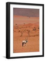 Gemsbok (oryx gazella), NamibRand Nature Reserve, Southern Namibia, Africa-David Wall-Framed Photographic Print