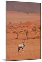 Gemsbok (oryx gazella), NamibRand Nature Reserve, Southern Namibia, Africa-David Wall-Mounted Photographic Print