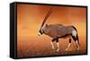 Gemsbok ( Oryx Gazella) on Dusty Desert Plains at Sunset. Kalahari - South Africa-Johan Swanepoel-Framed Stretched Canvas