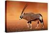 Gemsbok ( Oryx Gazella) on Dusty Desert Plains at Sunset. Kalahari - South Africa-Johan Swanepoel-Stretched Canvas