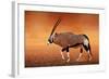 Gemsbok ( Oryx Gazella) on Dusty Desert Plains at Sunset. Kalahari - South Africa-Johan Swanepoel-Framed Photographic Print