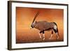 Gemsbok ( Oryx Gazella) on Dusty Desert Plains at Sunset. Kalahari - South Africa-Johan Swanepoel-Framed Photographic Print