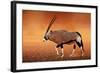 Gemsbok ( Oryx Gazella) on Dusty Desert Plains at Sunset. Kalahari - South Africa-Johan Swanepoel-Framed Photographic Print