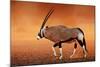 Gemsbok ( Oryx Gazella) on Dusty Desert Plains at Sunset. Kalahari - South Africa-Johan Swanepoel-Mounted Photographic Print