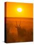 Gemsbok (Oryx Gazella) Silhouetted At Dawn, Kalahari Desert, Botswana-Juan Carlos Munoz-Stretched Canvas