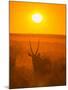 Gemsbok (Oryx Gazella) Silhouetted At Dawn, Kalahari Desert, Botswana-Juan Carlos Munoz-Mounted Photographic Print