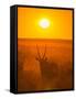 Gemsbok (Oryx Gazella) Silhouetted At Dawn, Kalahari Desert, Botswana-Juan Carlos Munoz-Framed Stretched Canvas