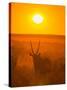 Gemsbok (Oryx Gazella) Silhouetted At Dawn, Kalahari Desert, Botswana-Juan Carlos Munoz-Stretched Canvas