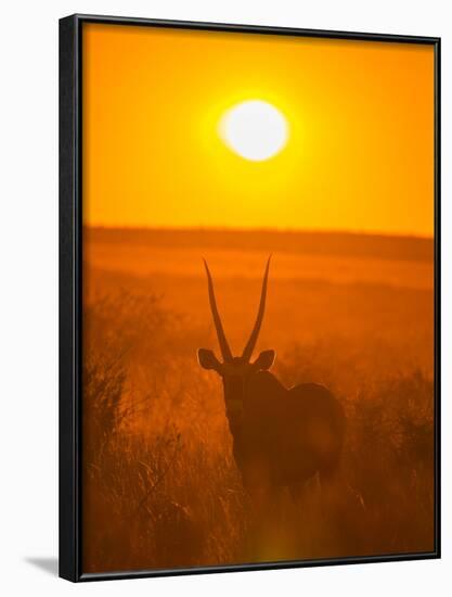 Gemsbok (Oryx Gazella) Silhouetted At Dawn, Kalahari Desert, Botswana-Juan Carlos Munoz-Framed Photographic Print