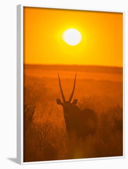 Gemsbok (Oryx Gazella) Silhouetted At Dawn, Kalahari Desert, Botswana-Juan Carlos Munoz-Framed Photographic Print