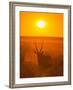 Gemsbok (Oryx Gazella) Silhouetted At Dawn, Kalahari Desert, Botswana-Juan Carlos Munoz-Framed Photographic Print